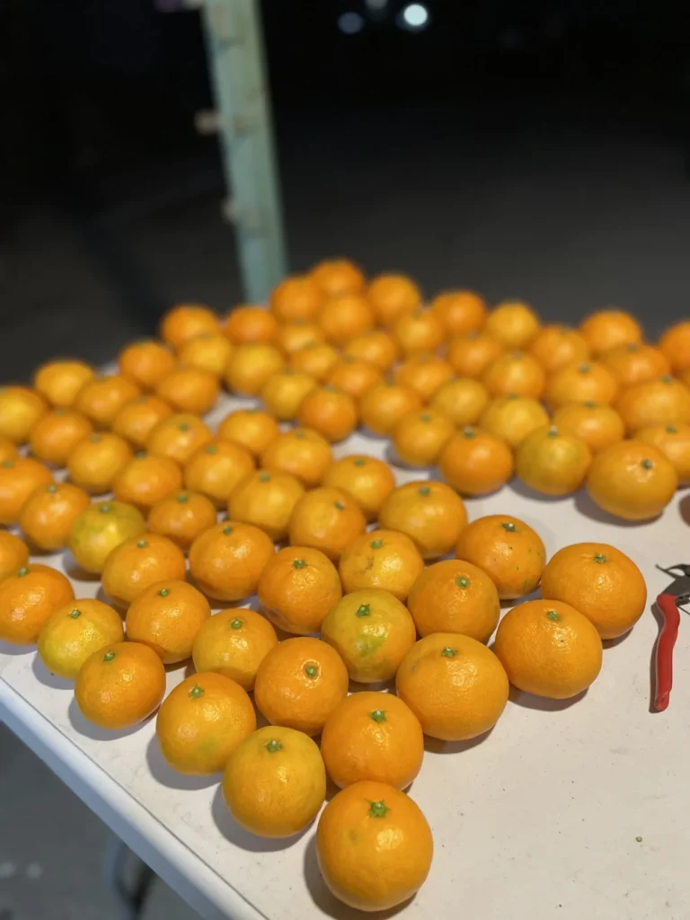 収穫したみかん