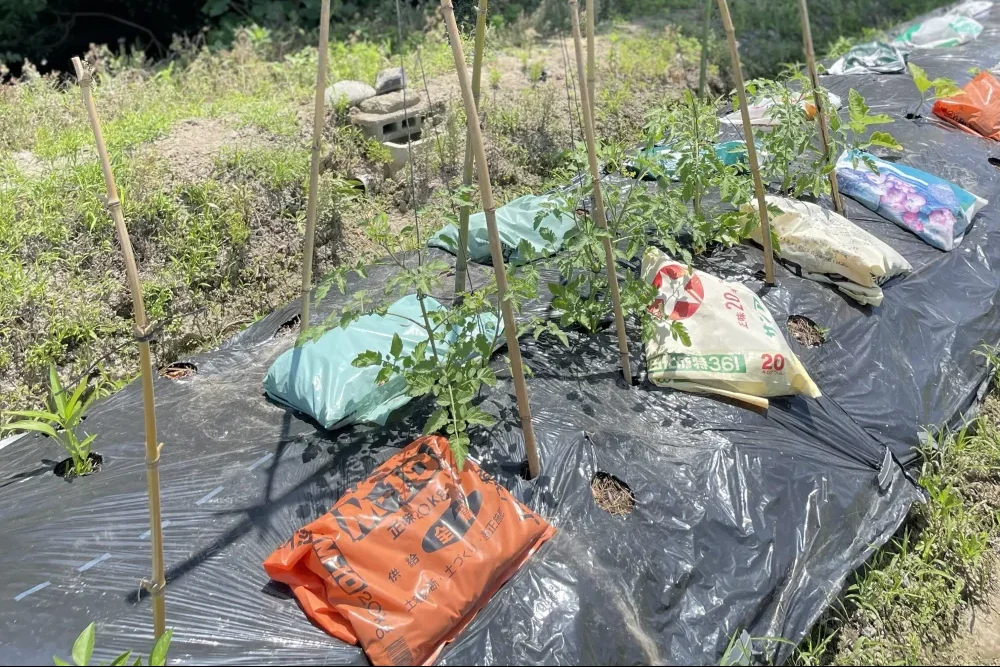 菌ちゃん農法で栽培したトマト
