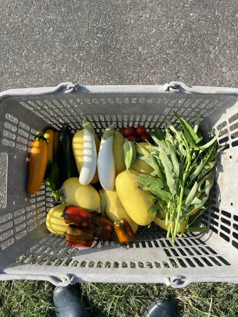 菌ちゃん農法で育てたお野菜たち