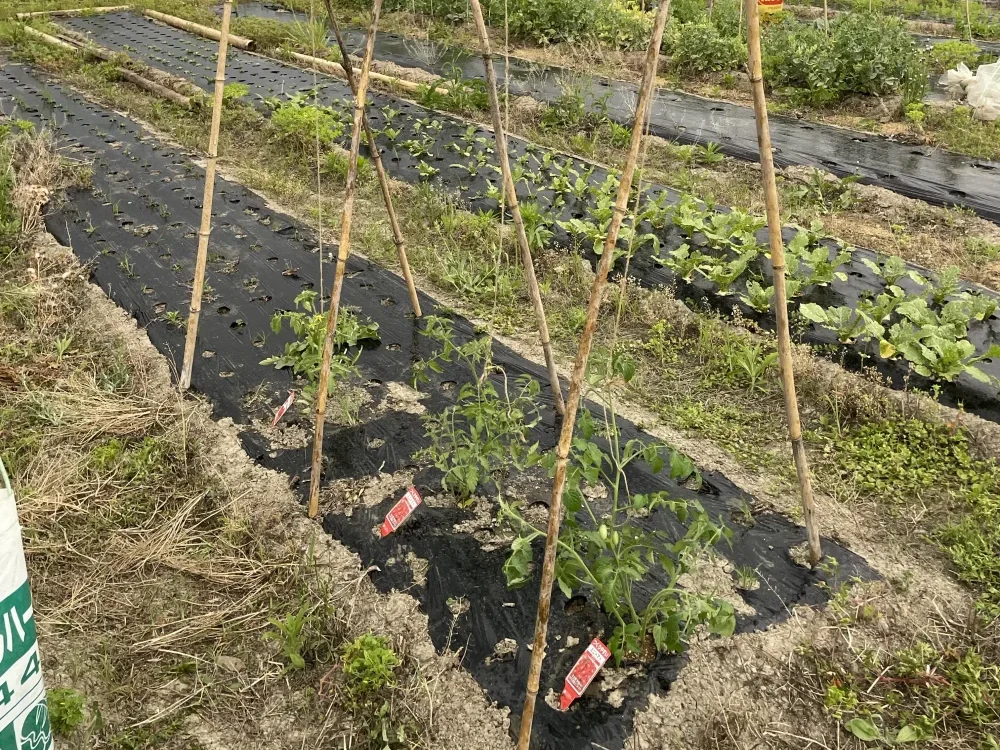 トマトの支柱